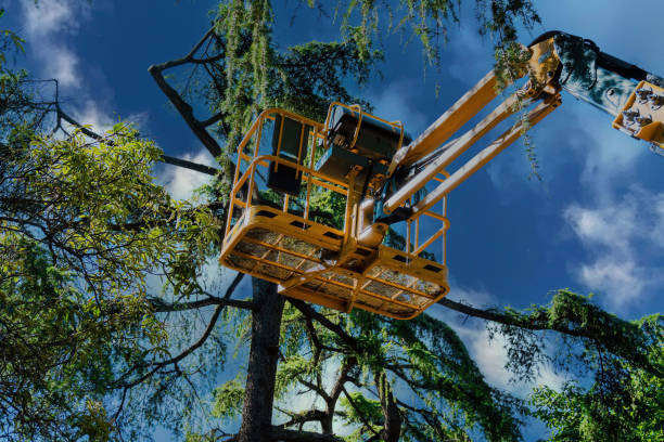 Best Commercial Tree Services  in Tarboro, NC