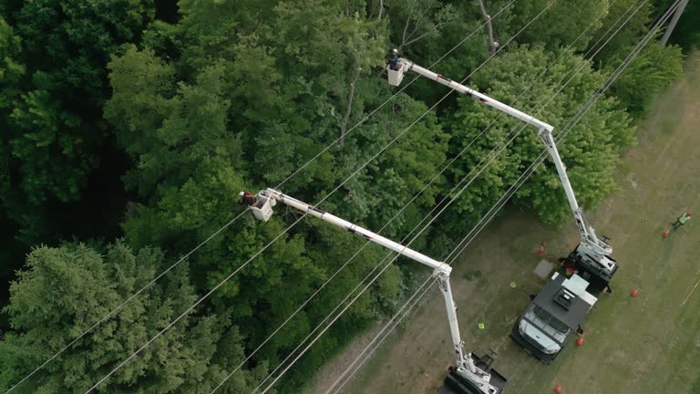 Best Tree Removal  in Tarboro, NC